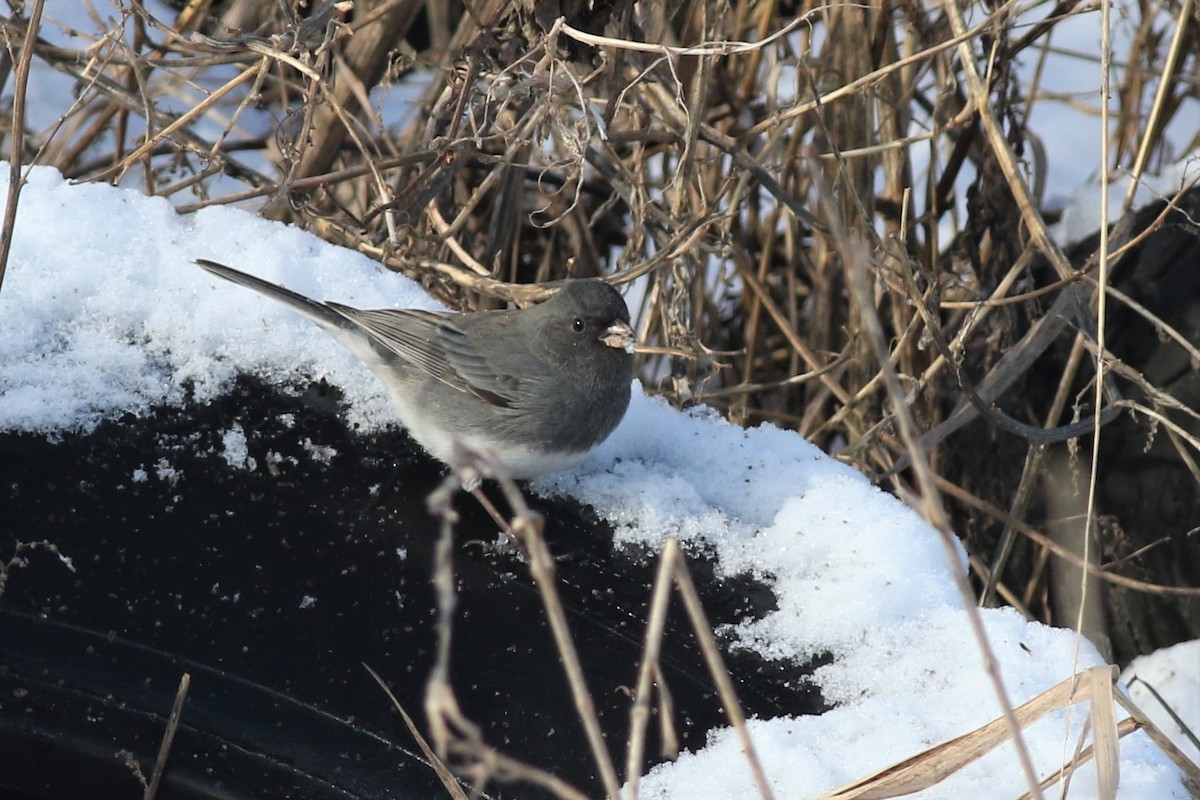 Junco ardoisé (hyemalis/carolinensis) - ML133075091