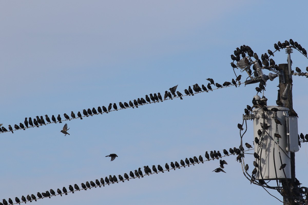 European Starling - ML133076291