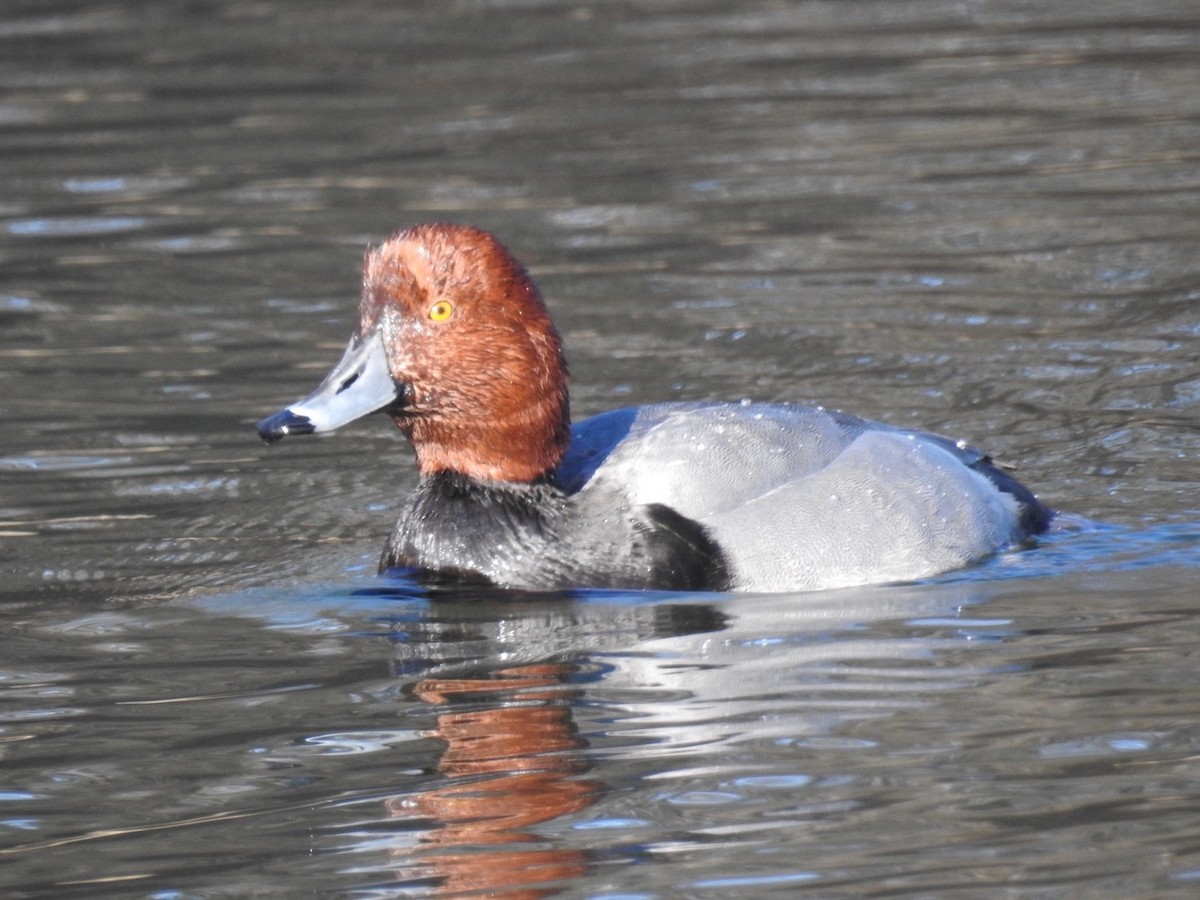 Redhead - Brenda Meese