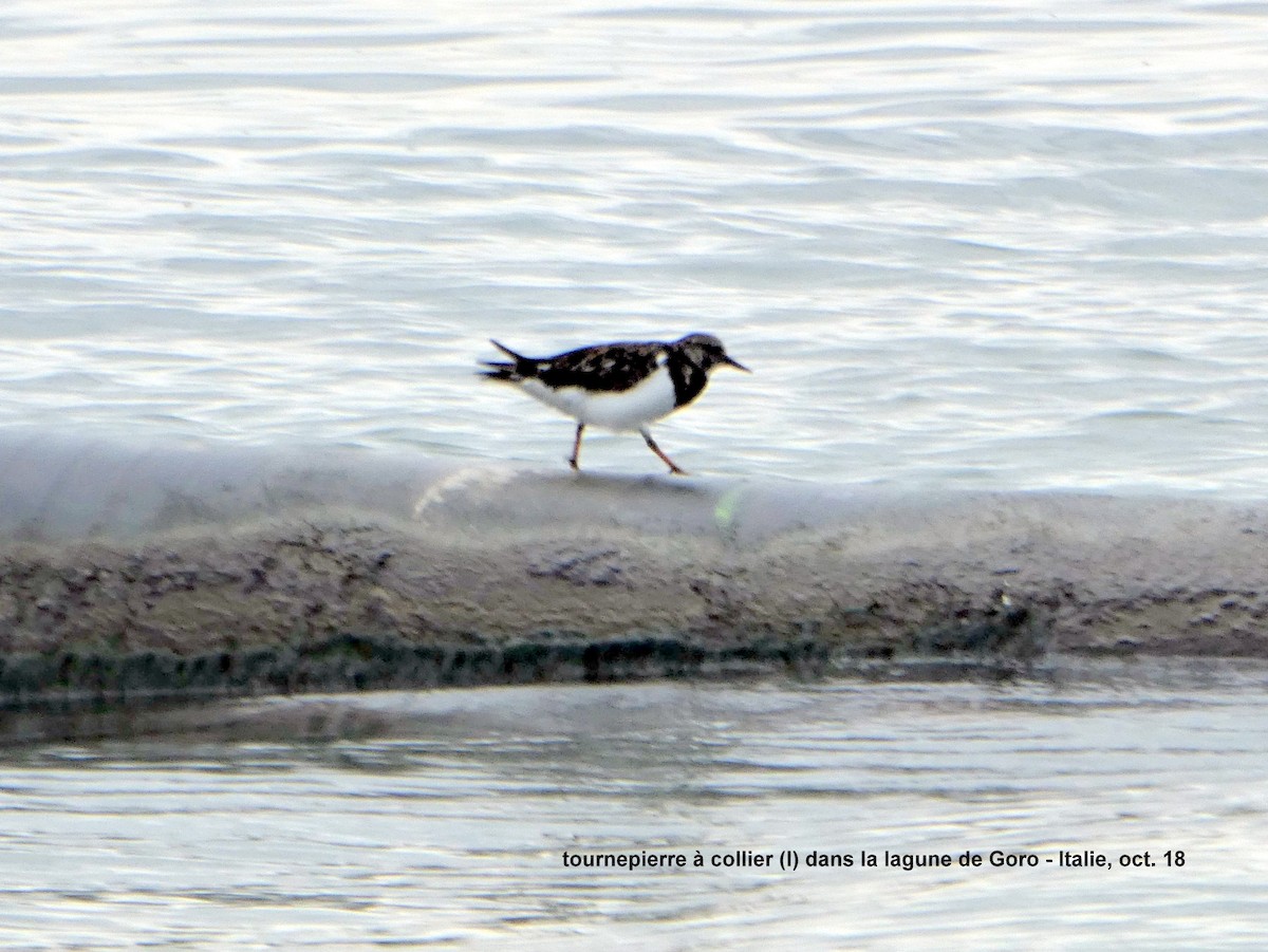 Ruddy Turnstone - ML133078081