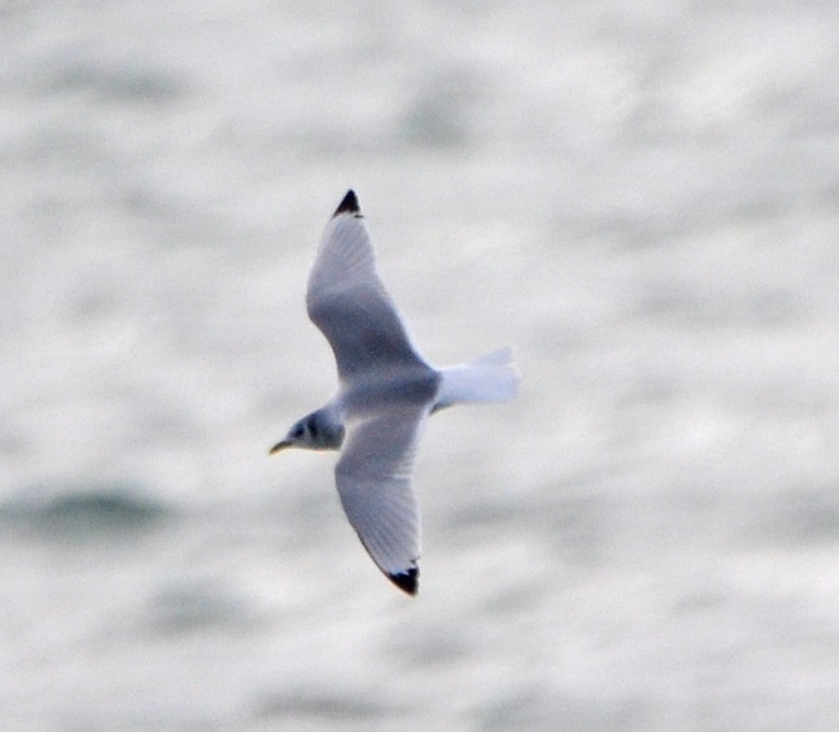 Black-legged Kittiwake - Michael J Good