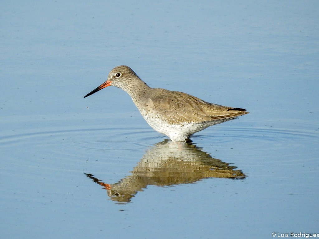 Common Redshank - Luis Rodrigues