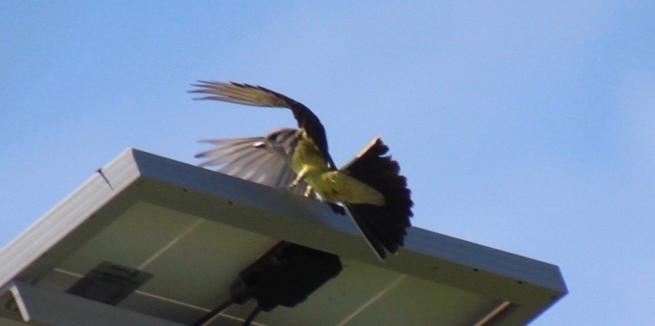 Western Kingbird - ML133079421