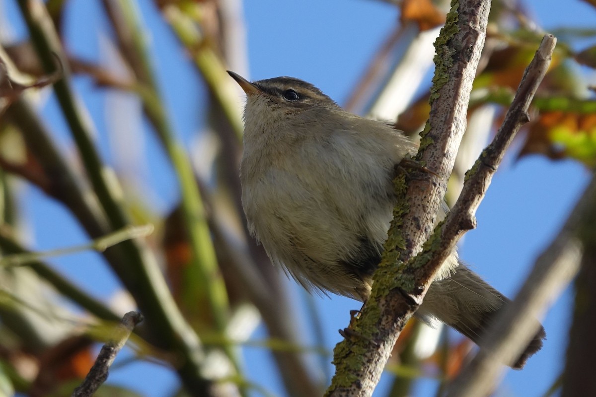 Mosquitero Sombrío - ML133079601