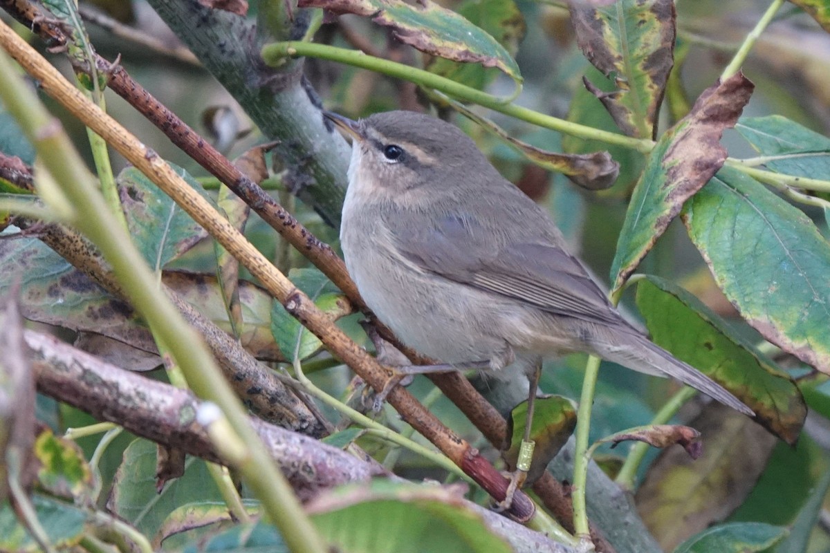 Mosquitero Sombrío - ML133079611