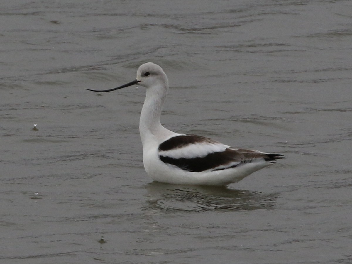 American Avocet - ML133080181