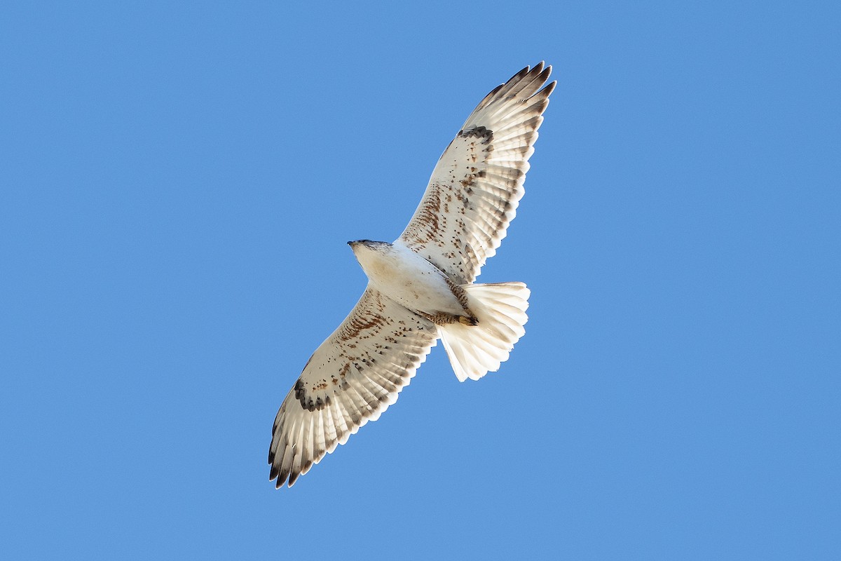 Ferruginous Hawk - Scott Logan