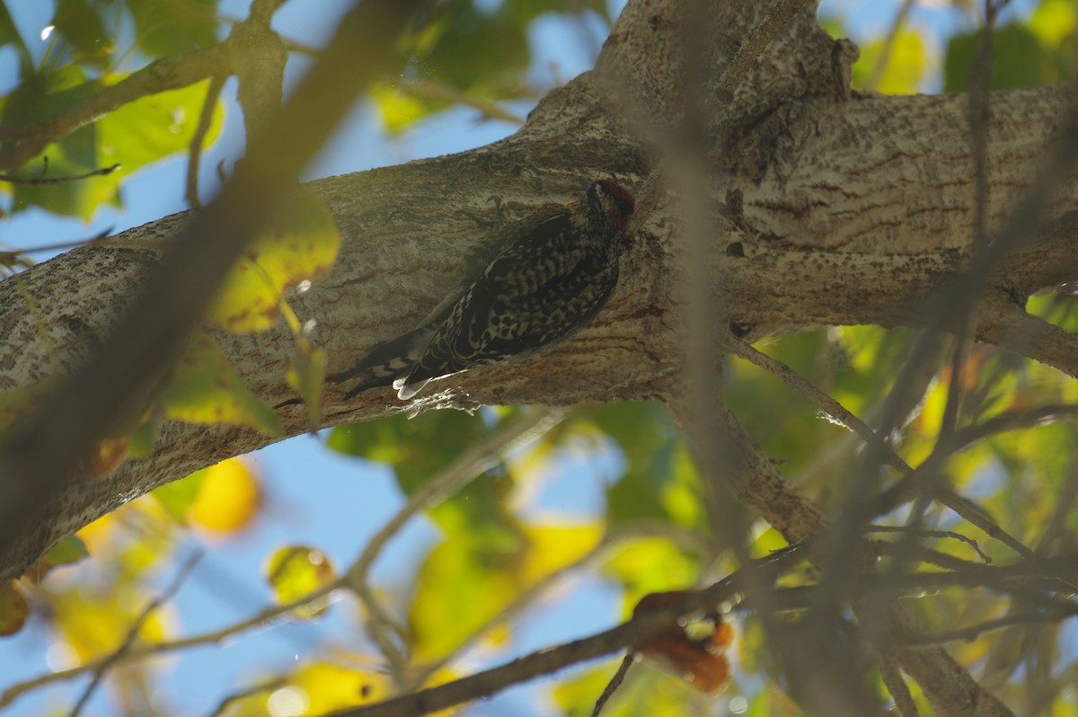 Red-naped Sapsucker - James Taylor