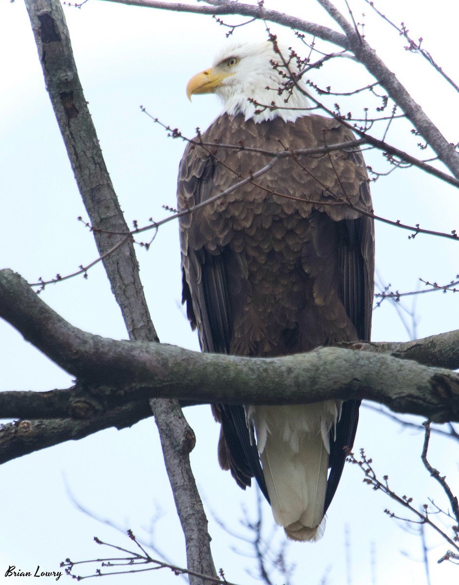 Bald Eagle - ML133081811