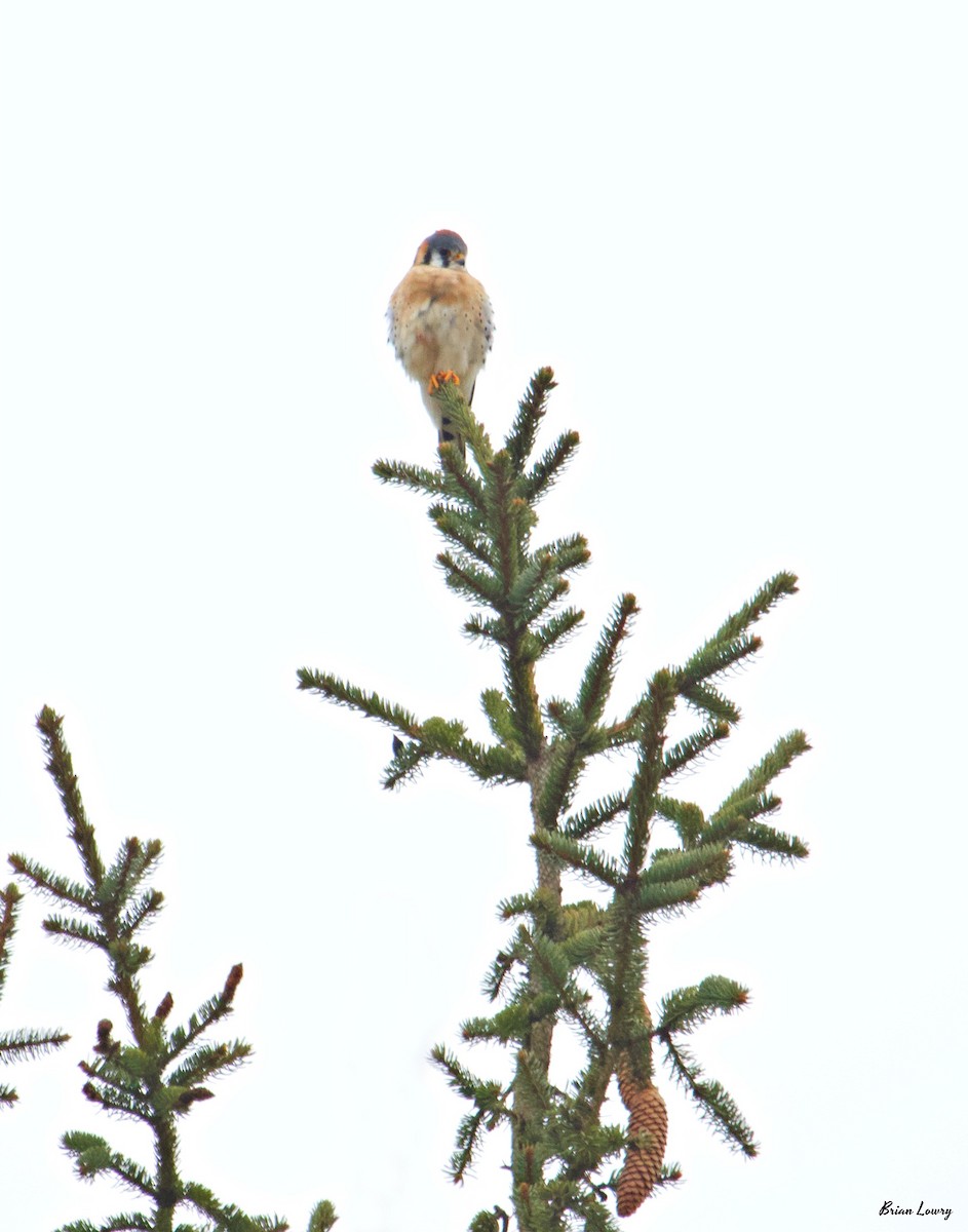 American Kestrel - Brian Lowry