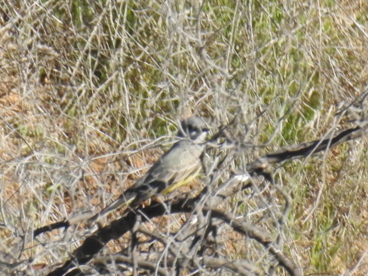 Cassin's Kingbird - ML133082191