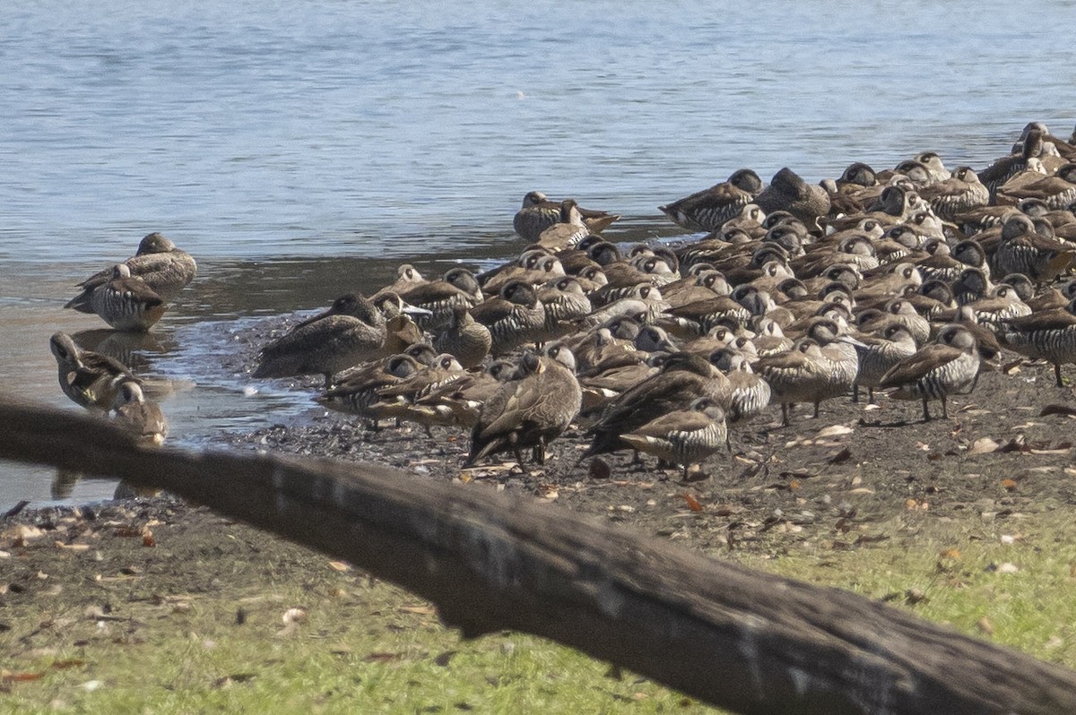 Freckled Duck - ML133082241