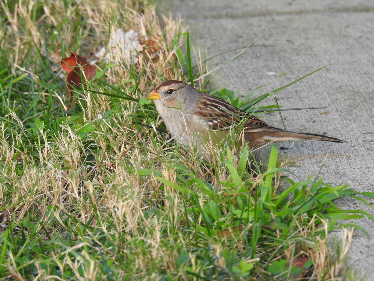Bruant à couronne blanche - ML133083291