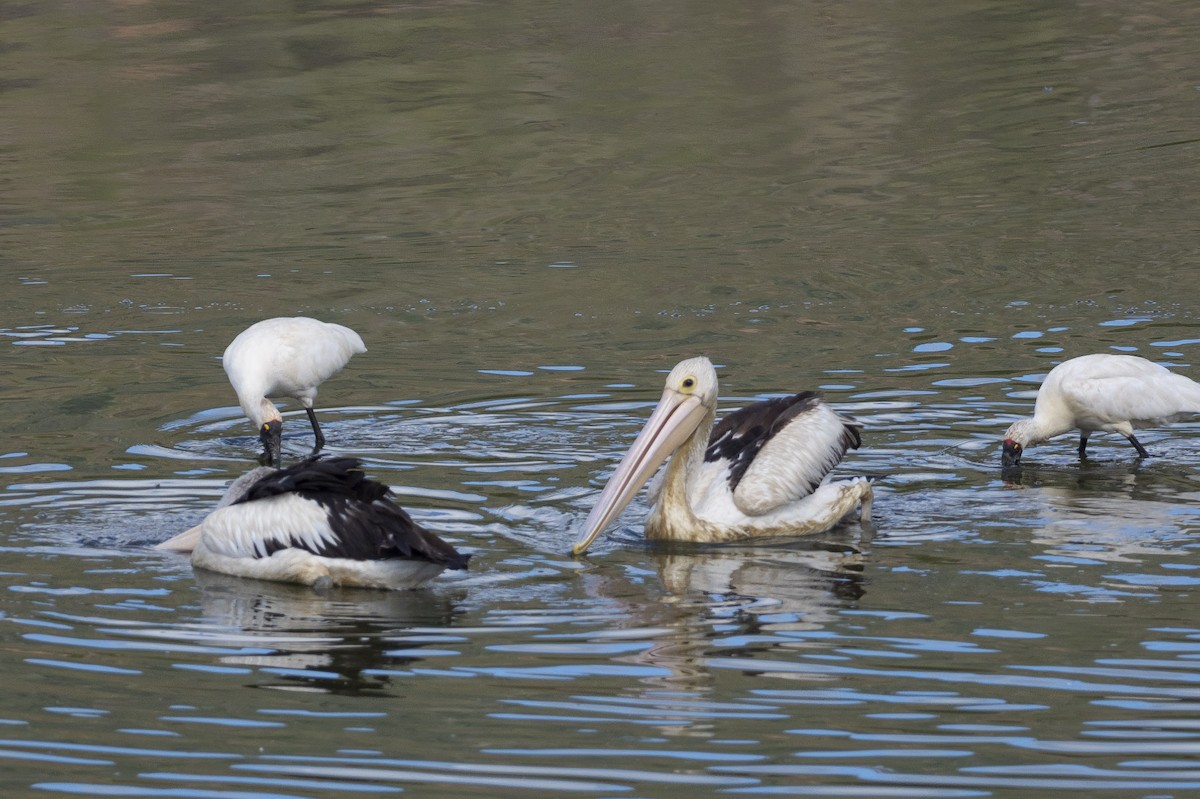 pelikán australský - ML133083891