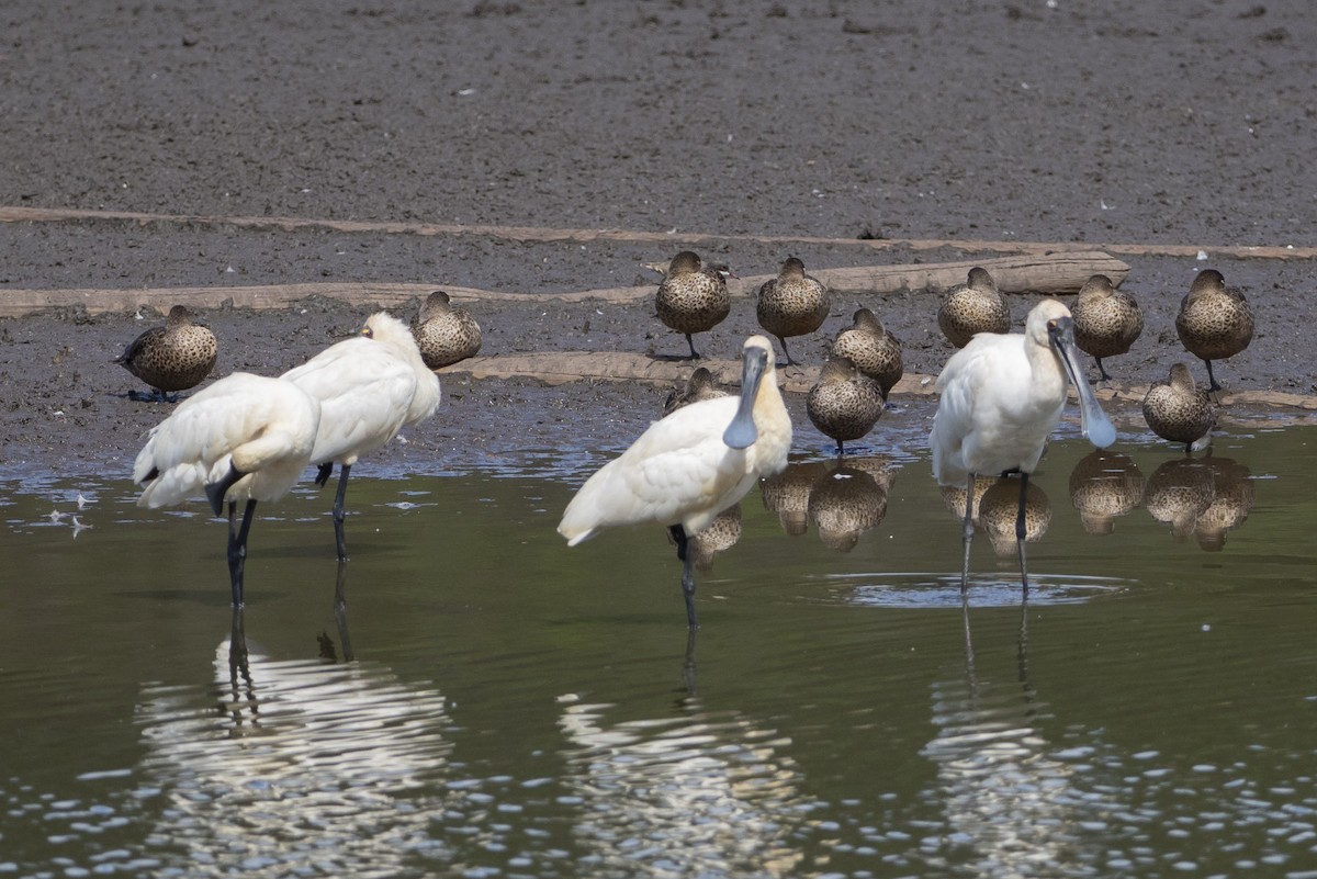 Royal Spoonbill - Michael Todd