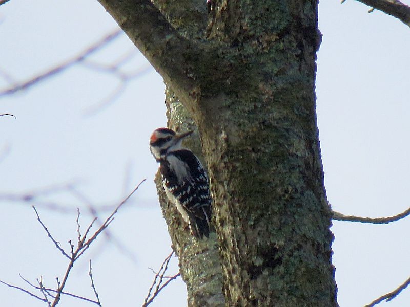 Hairy Woodpecker - ML133084281