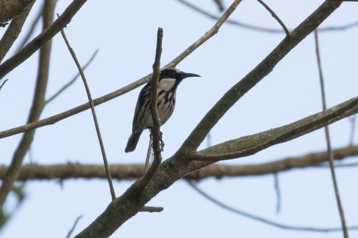 White-cheeked Honeyeater - ML133084341