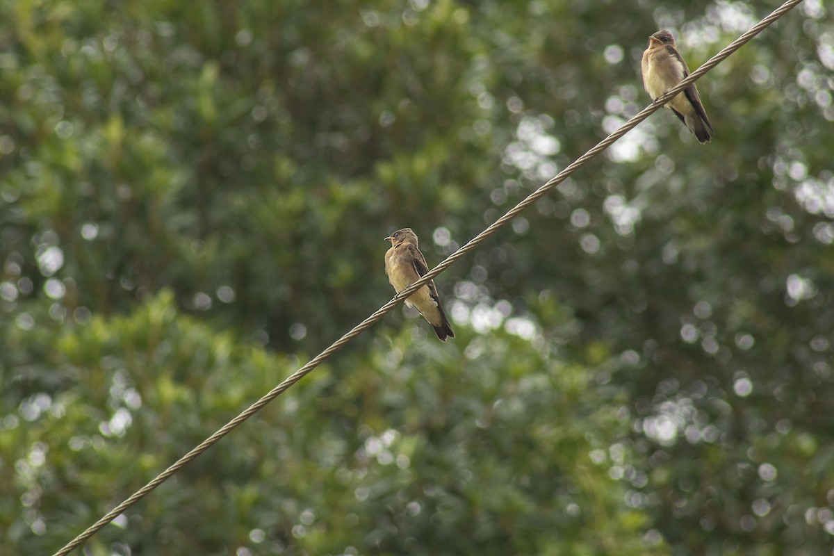 Southern Rough-winged Swallow - ML133084391