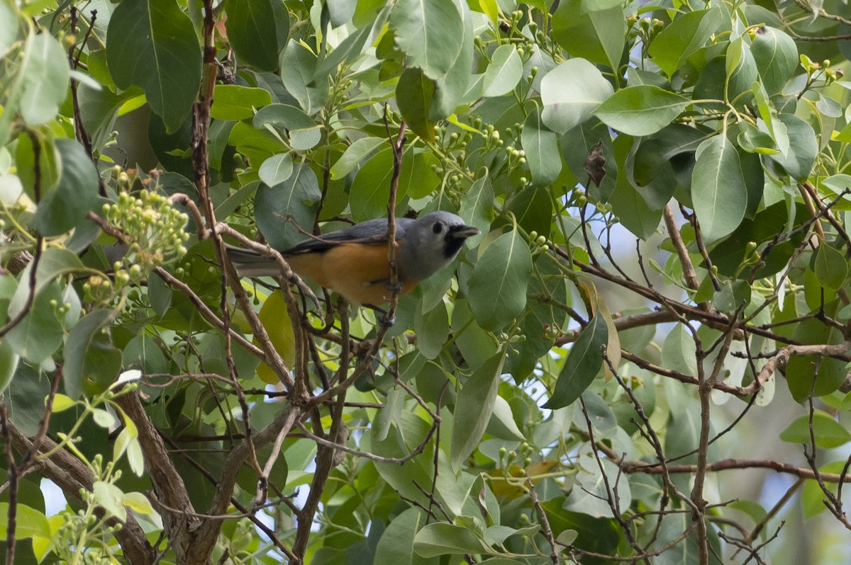 Black-faced Monarch - ML133084601