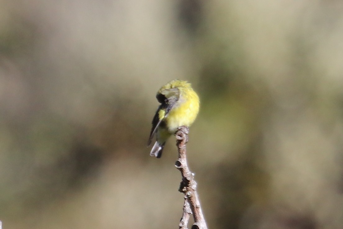 Yellow-bellied Siskin - ML133084901