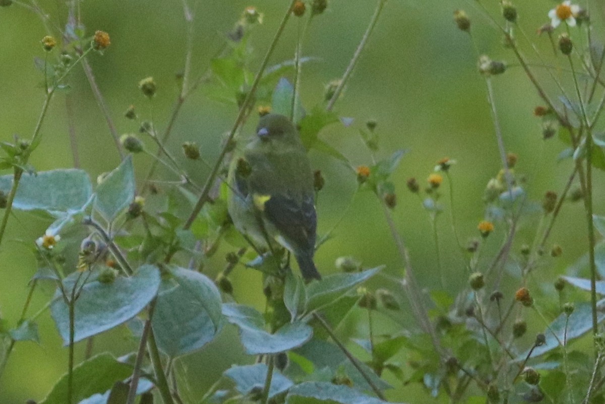 Yellow-bellied Siskin - ML133084911