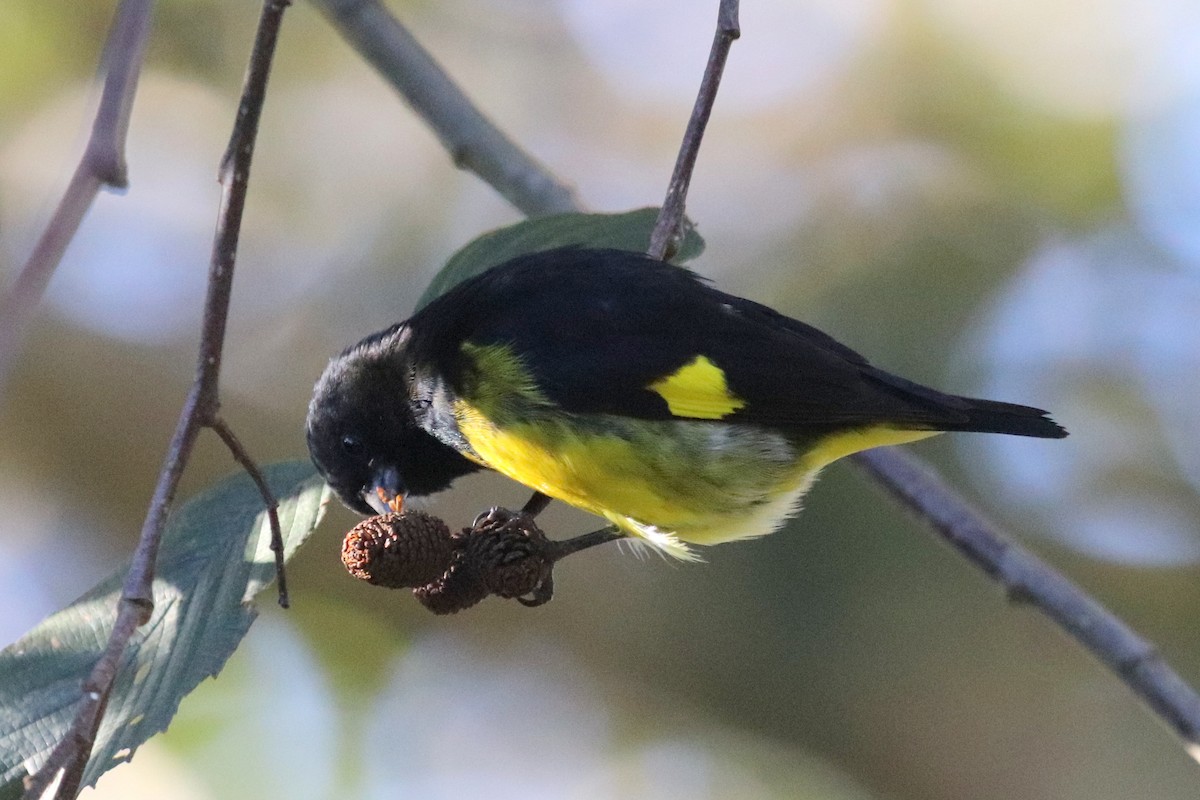 Yellow-bellied Siskin - Andrew Core