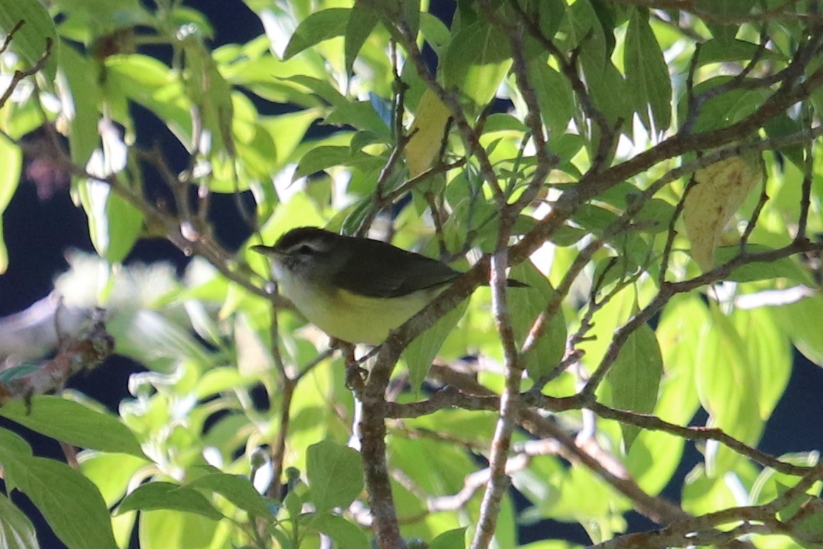 Brown-capped Vireo - ML133085161