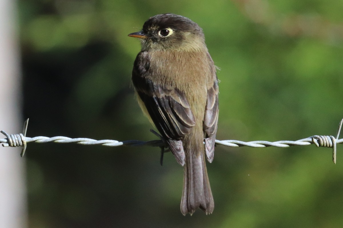 Black-capped Flycatcher - ML133085241