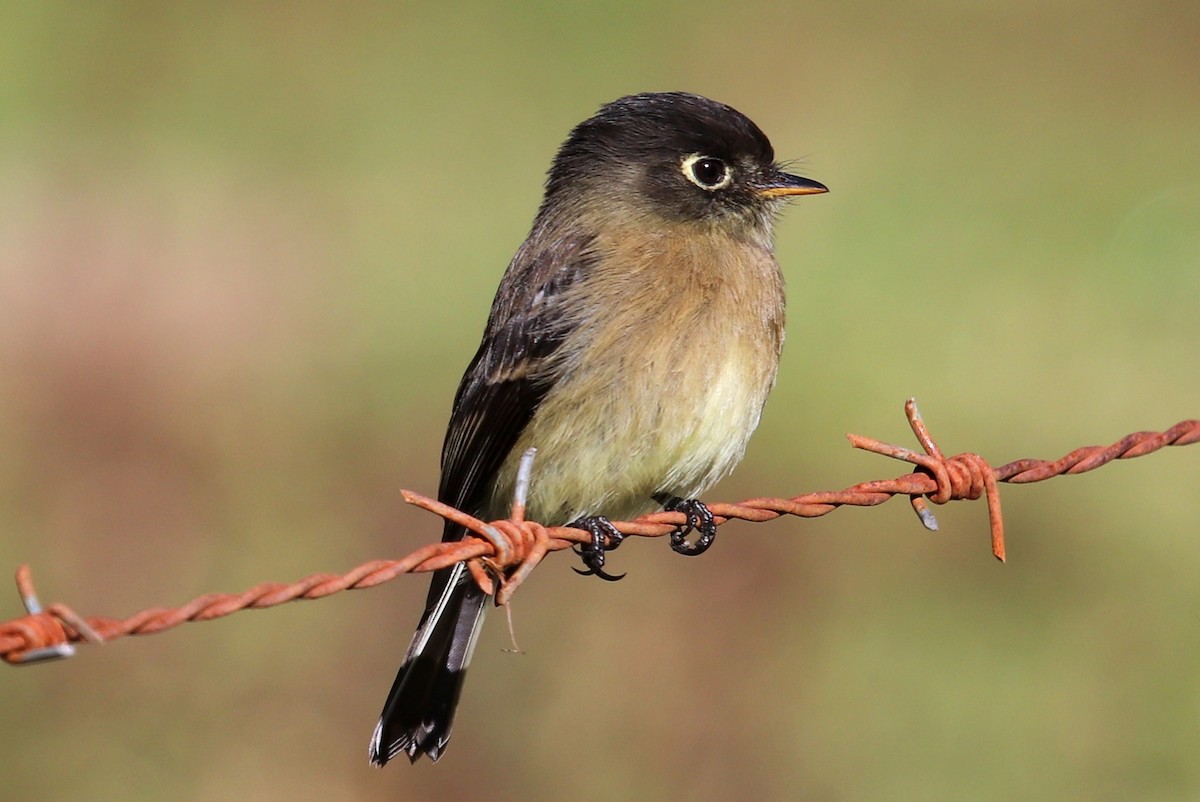 Black-capped Flycatcher - ML133085281