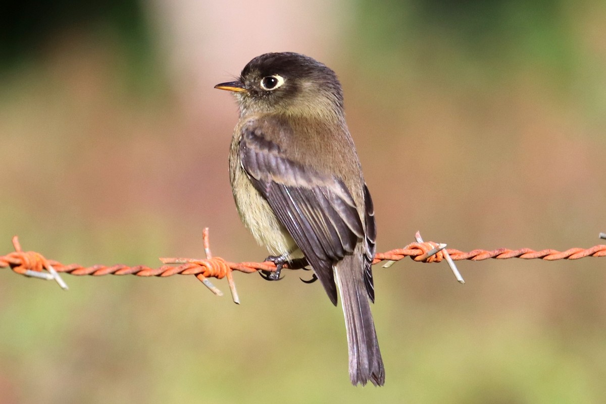 Black-capped Flycatcher - ML133085331