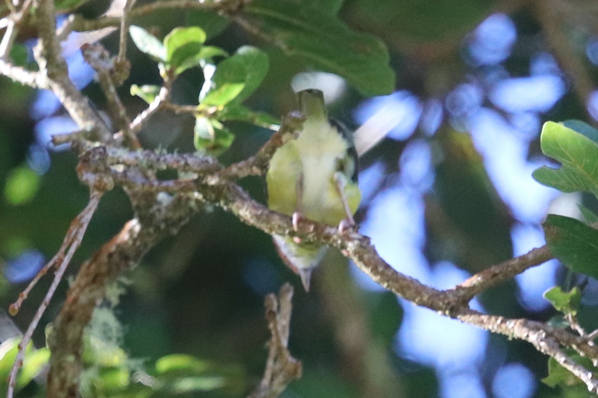 Rufous-browed Peppershrike - ML133085441