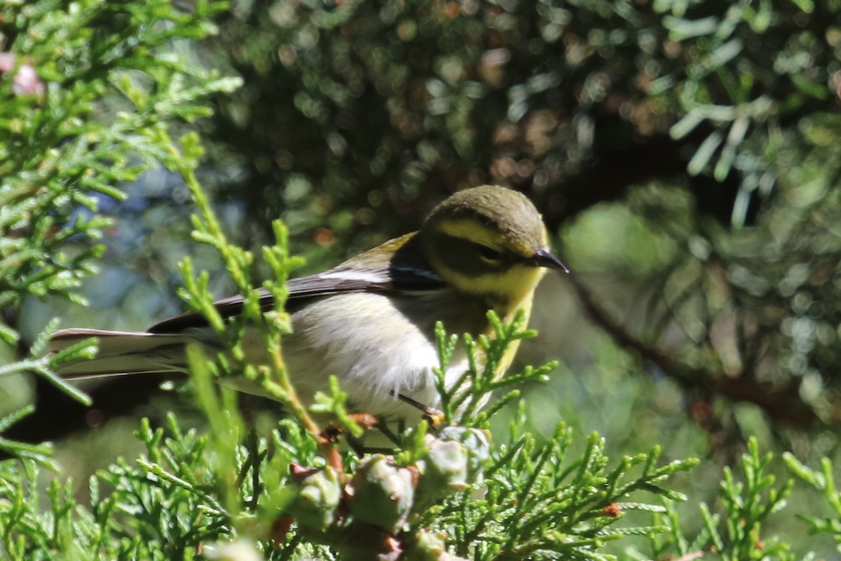 Townsend's Warbler - ML133085651