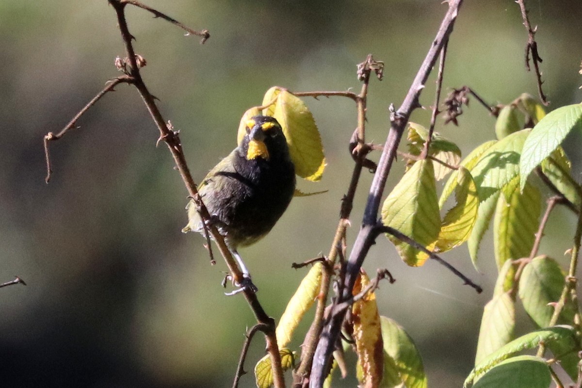 Yellow-faced Grassquit - ML133085951