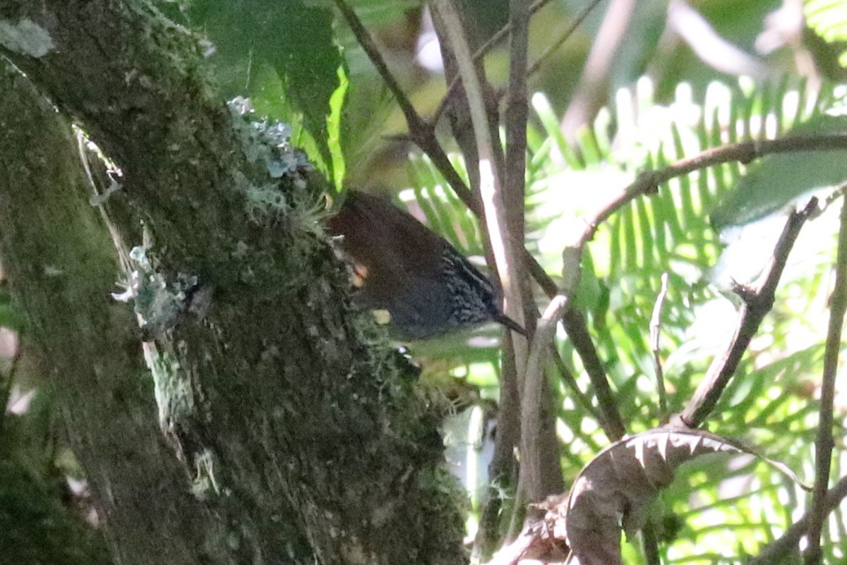 Gray-breasted Wood-Wren - ML133086001