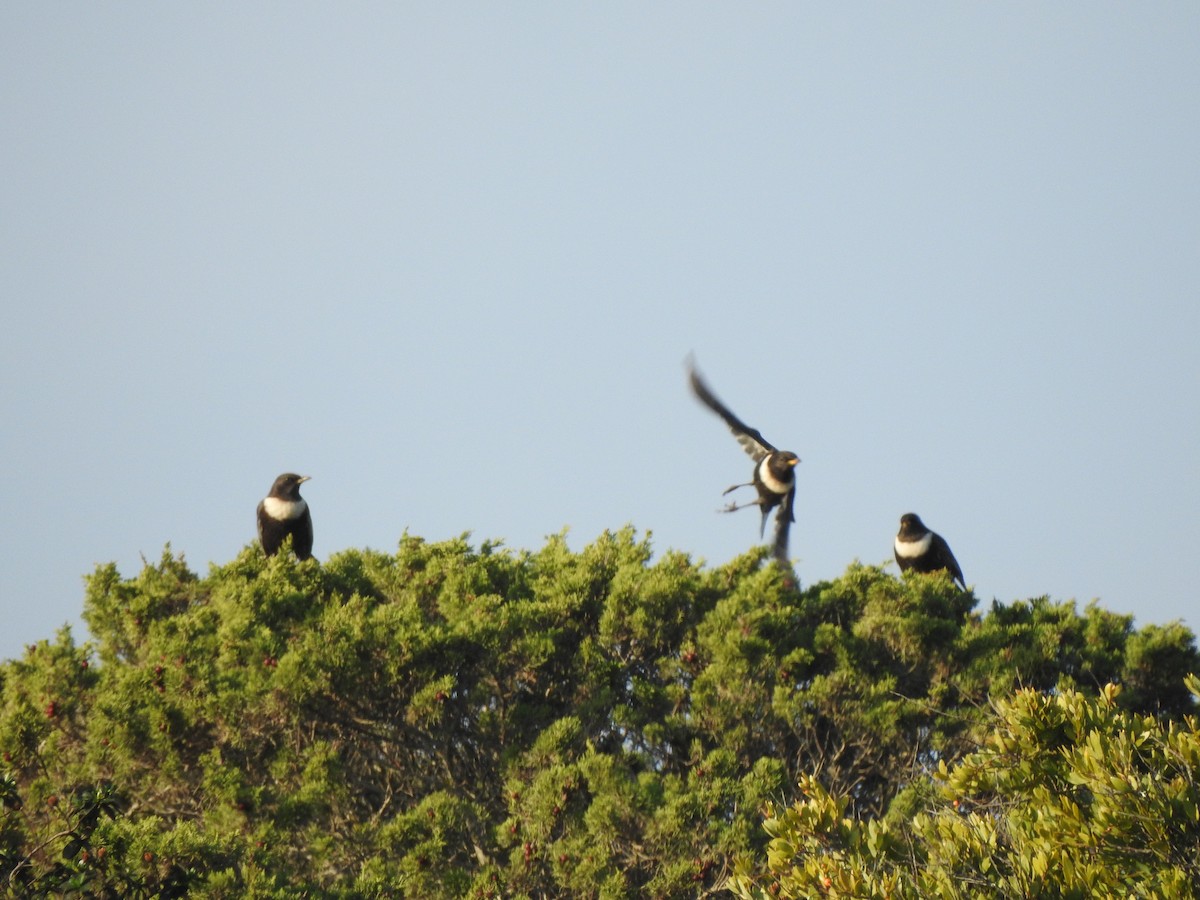 Ring Ouzel - ML133086831