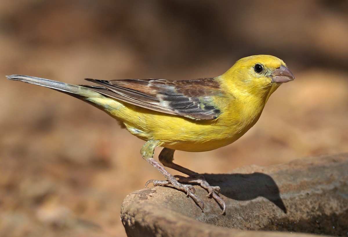 Sudan Golden Sparrow - ML133087511