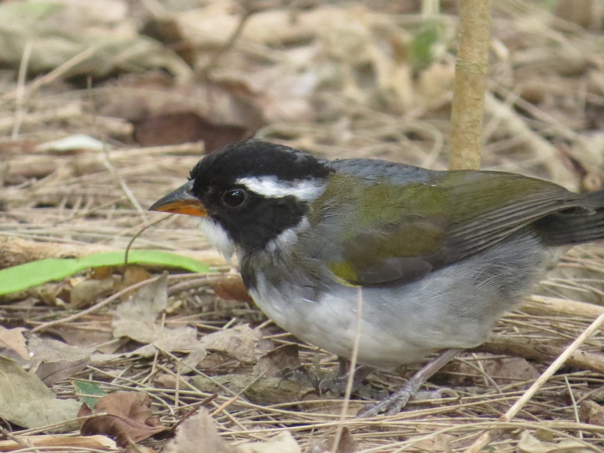 Saffron-billed Sparrow - Ricardo Battistino