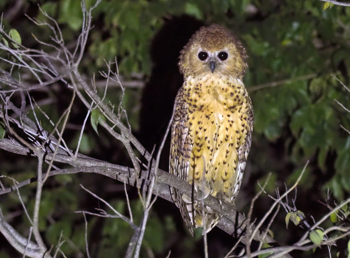 Pel's Fishing-Owl - Andrew Spencer