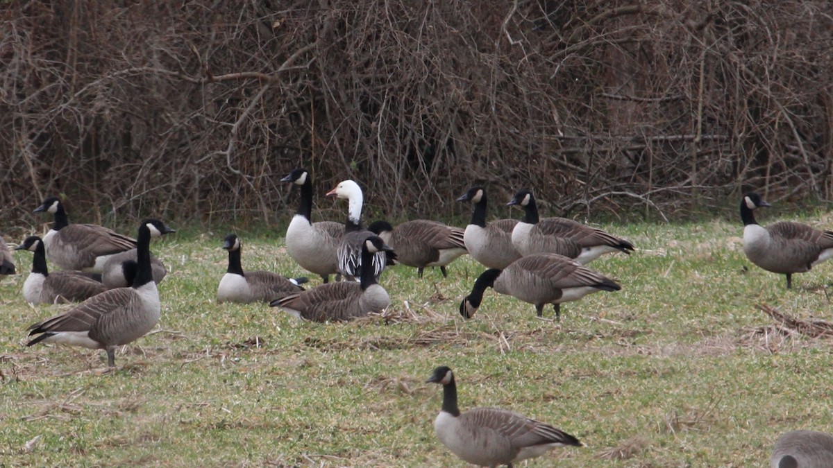 Snow Goose - Jeff Shenot