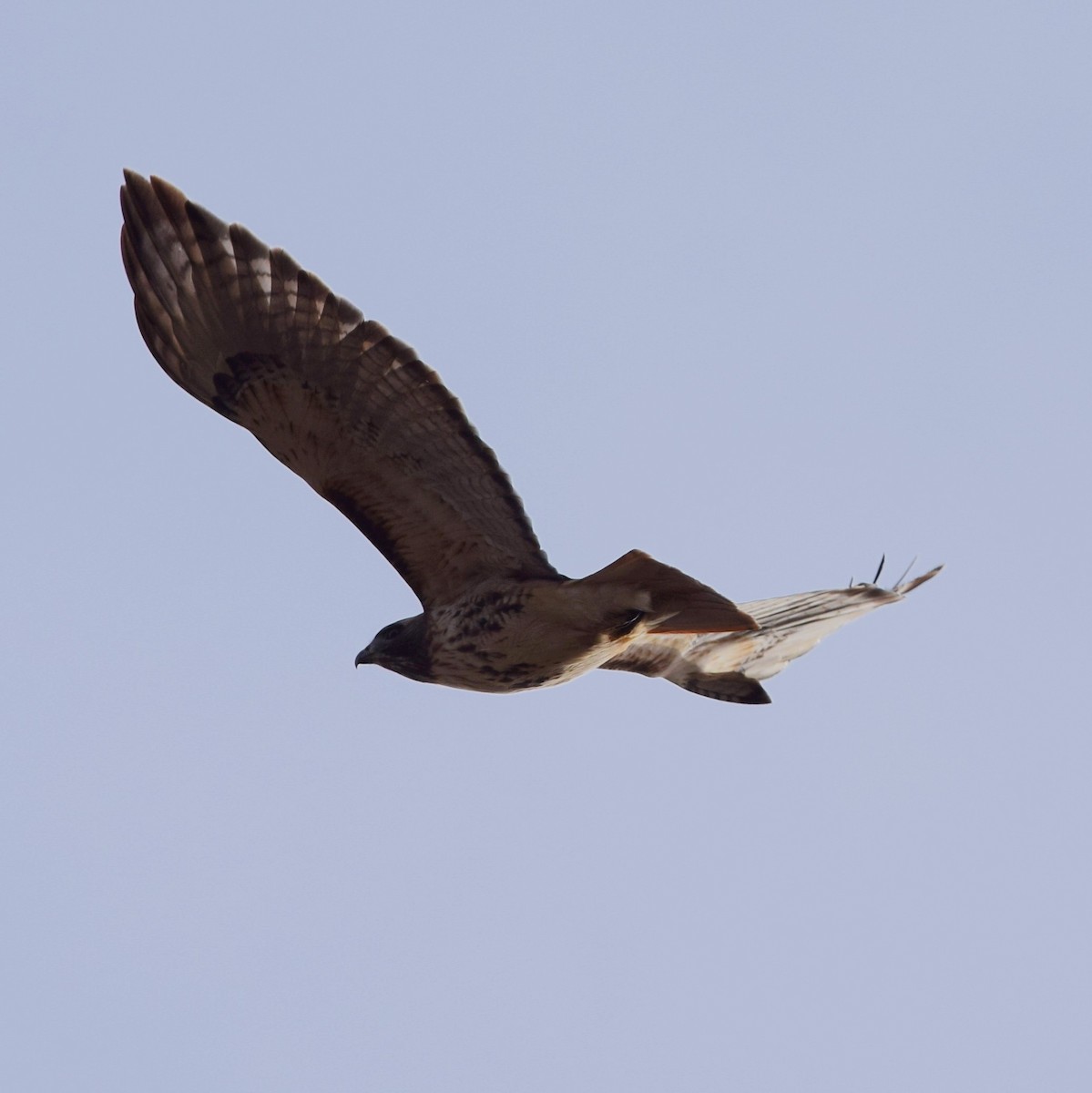 Red-tailed Hawk - ML133089831
