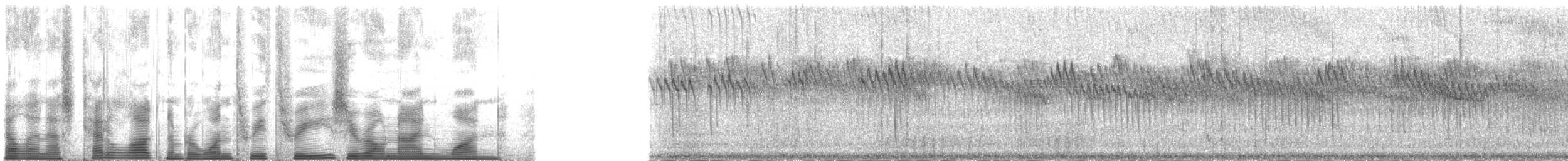 sidensvans - ML133091