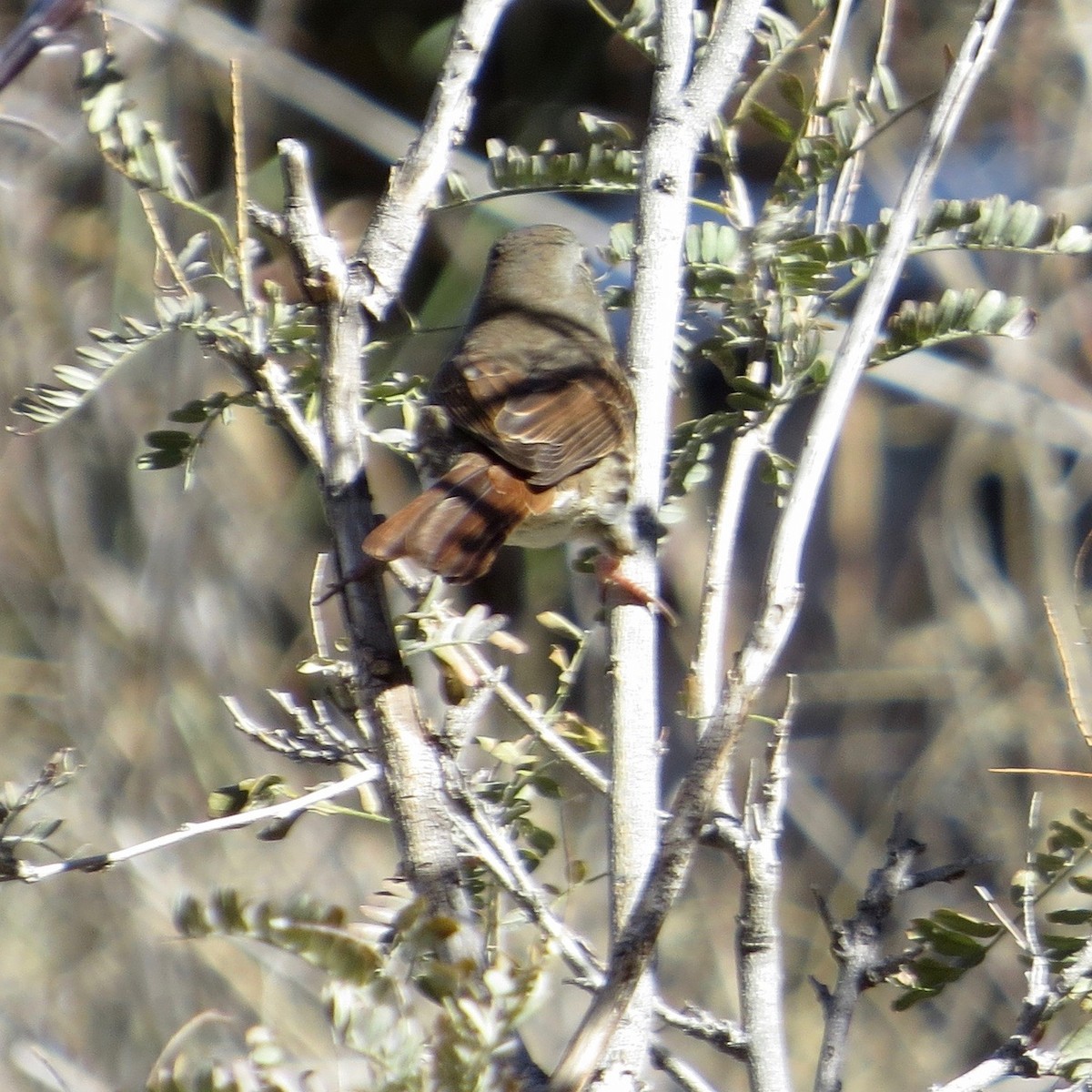 Fox Sparrow - ML133091371