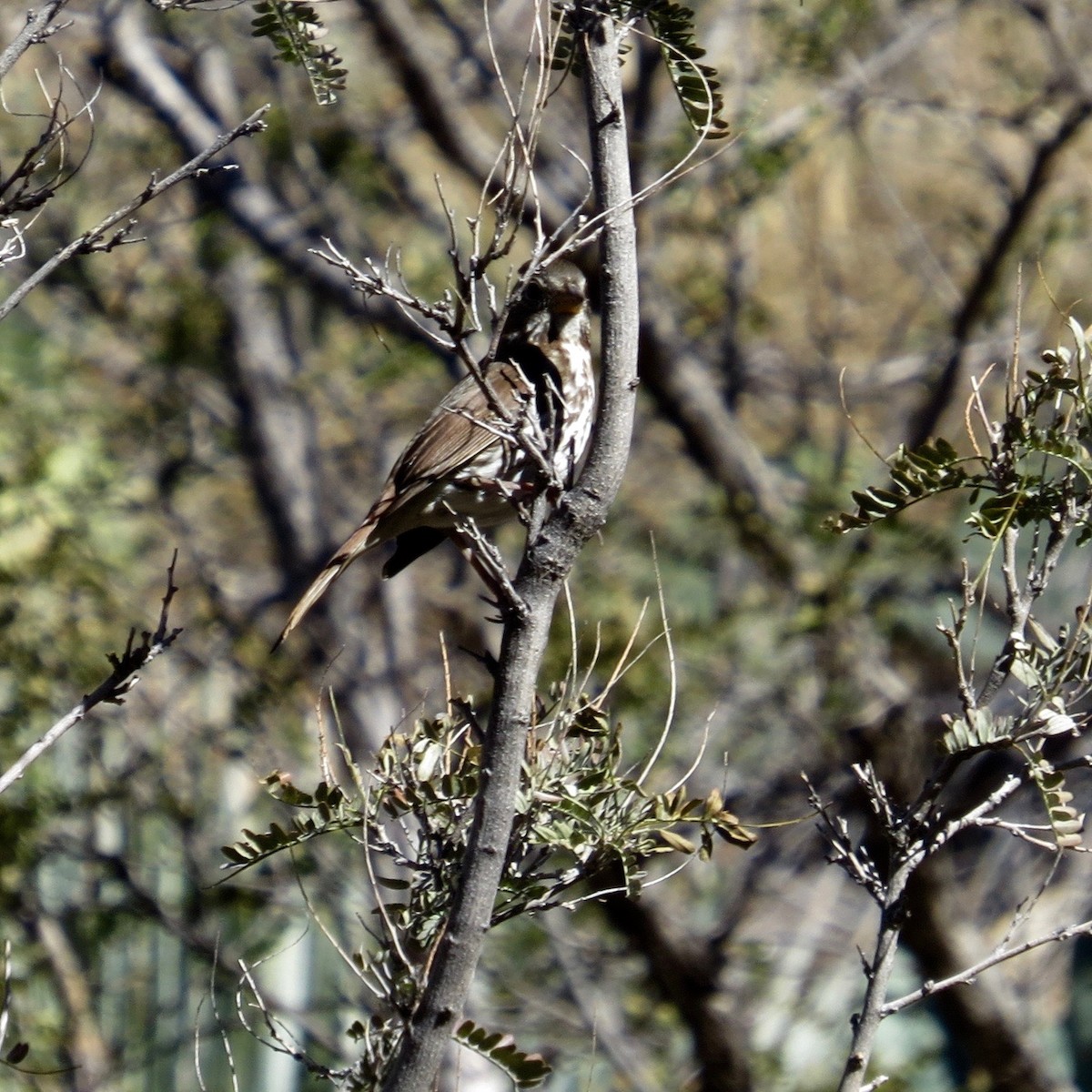 Fox Sparrow - ML133091381