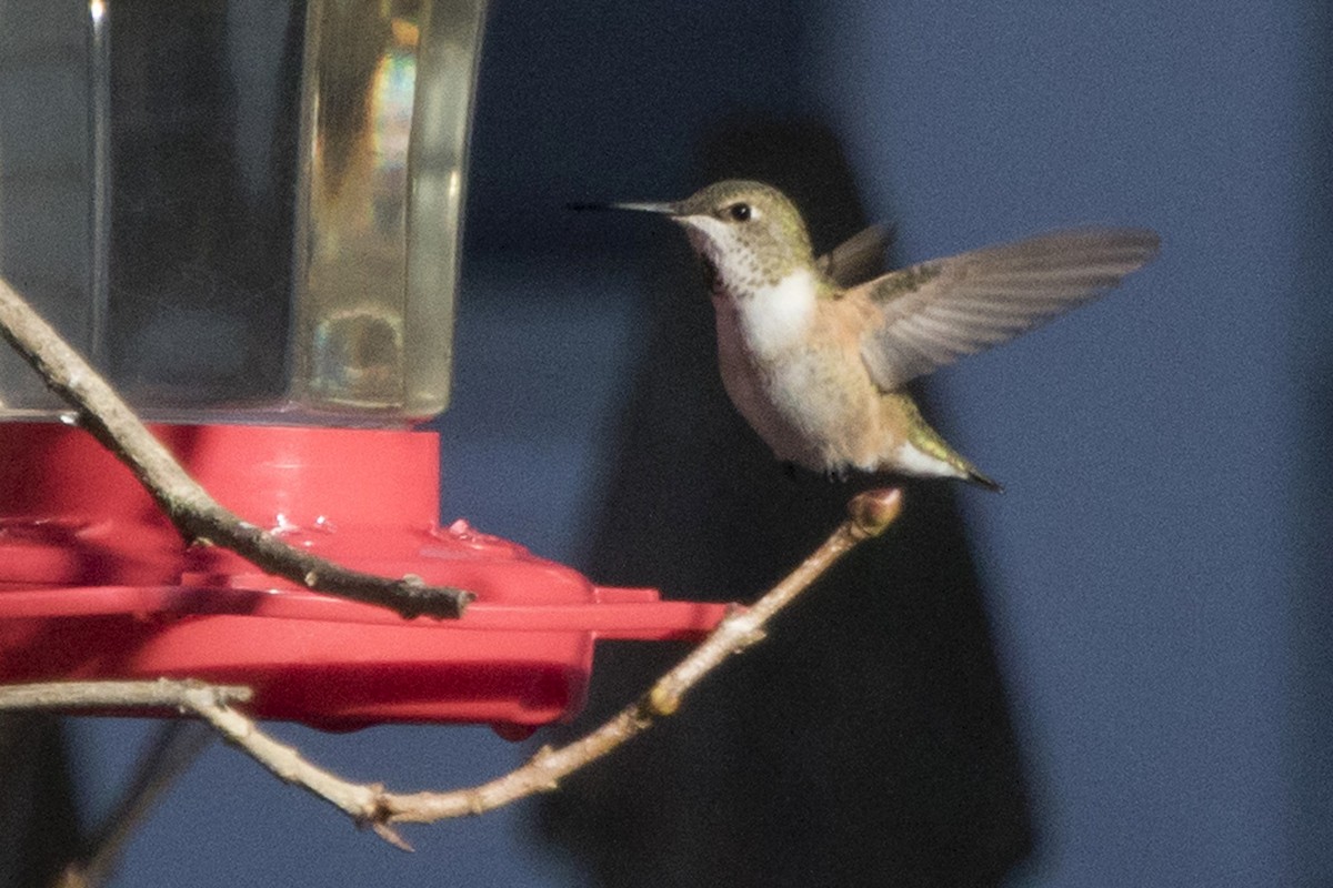 Rufous Hummingbird - ML133091871