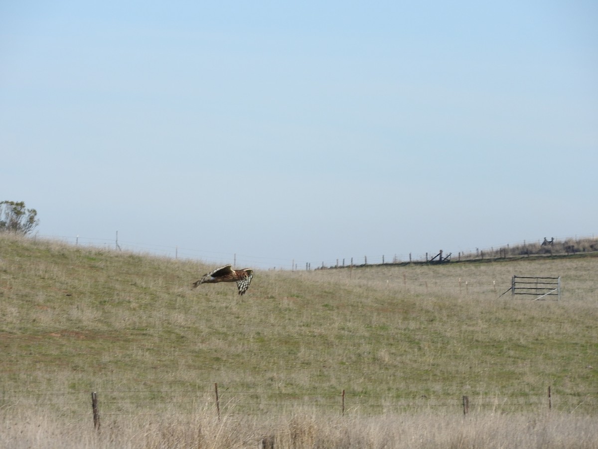 Northern Harrier - ML133092191