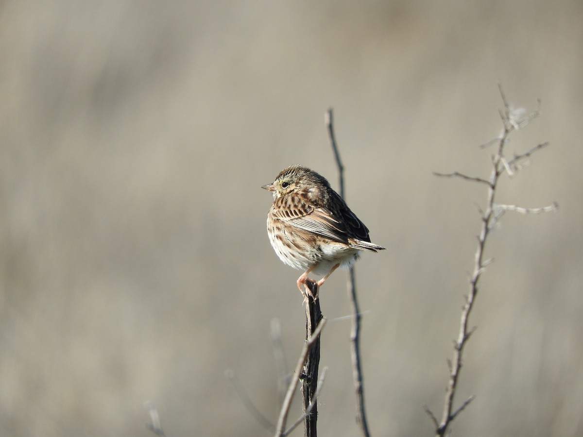 Savannah Sparrow - ML133092291