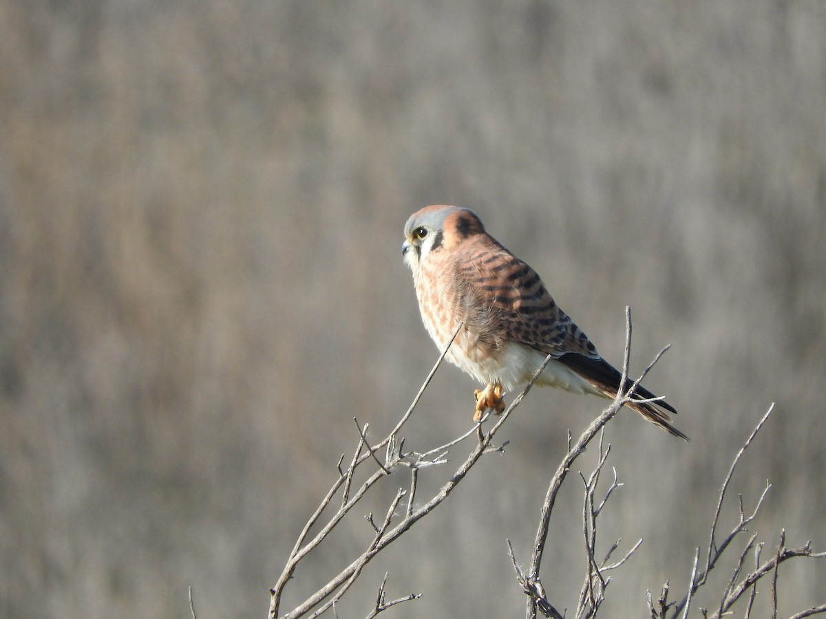 American Kestrel - ML133092341