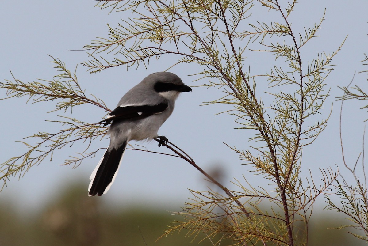 Pie-grièche migratrice - ML133092451