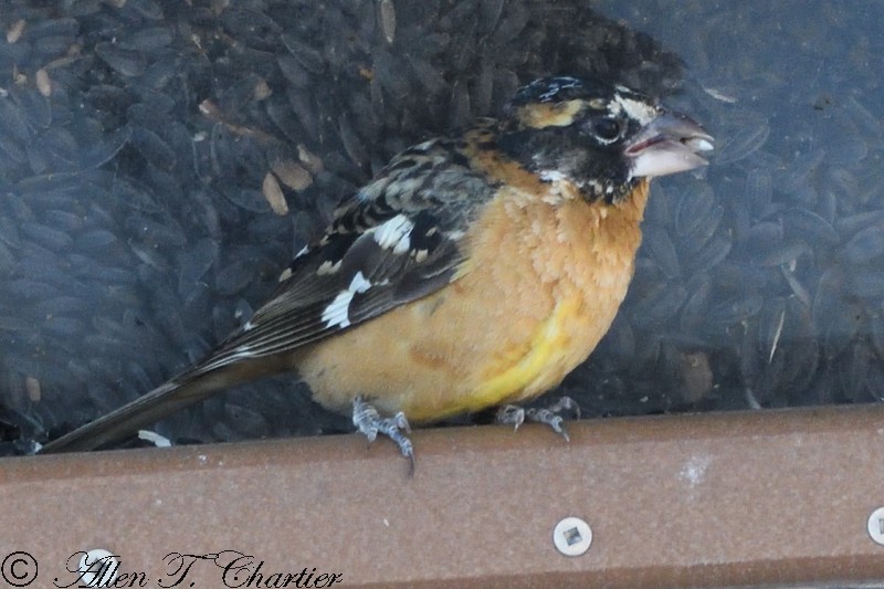 Black-headed Grosbeak - ML133092541