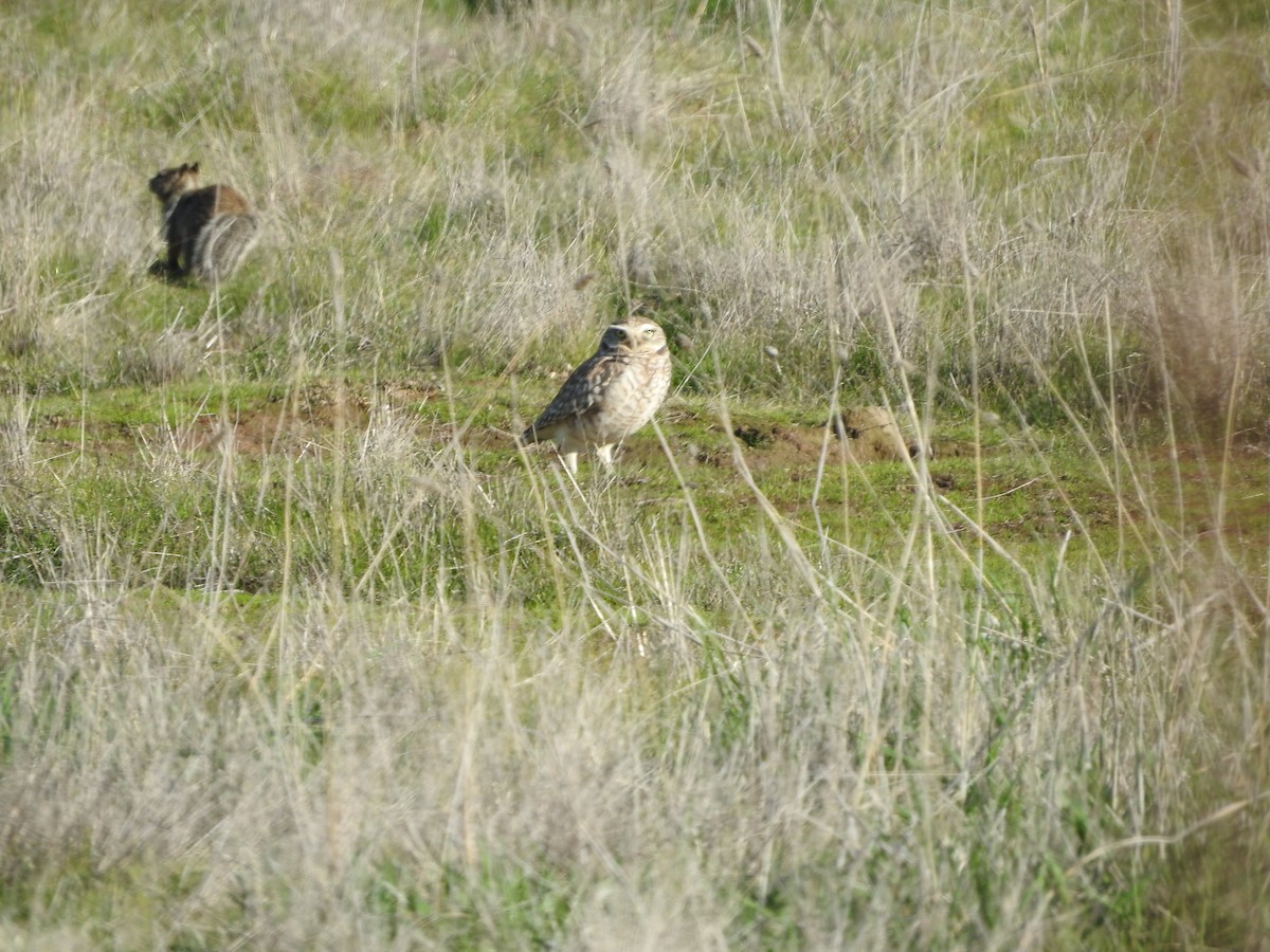 Burrowing Owl - ML133092791